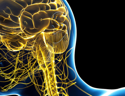 sistema nervioso central y cerebro