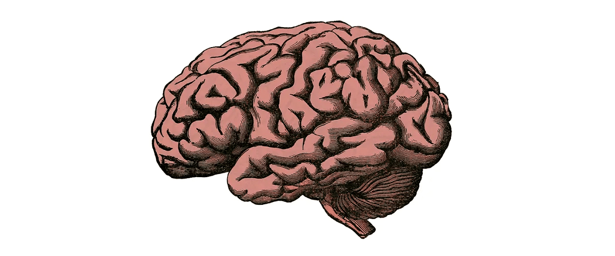 entendiendo el cerebro la función de la amígdala dacer centro de